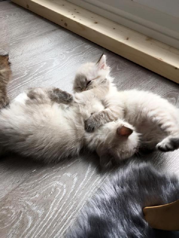 Adorable chatons Siberien